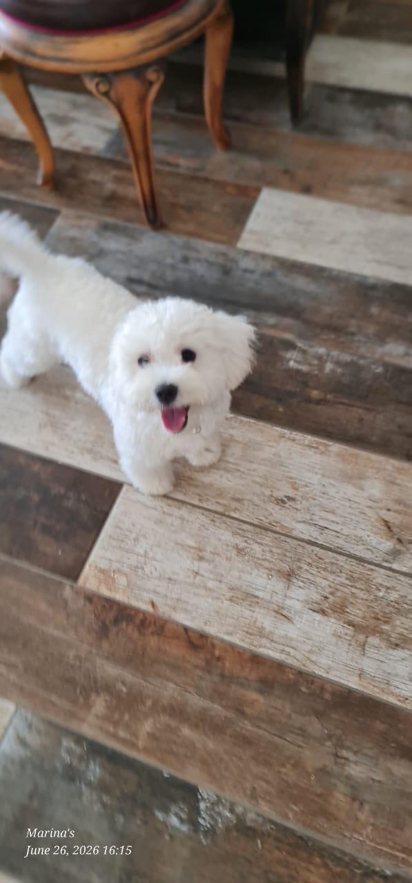 Leo, un simil lagotto giocherellone Foto 3